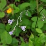 Andersonglossum virginianum Žiedas