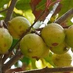 Macadamia tetraphylla Frukt