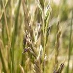 Festuca chrysophyllaBlüte