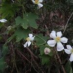 Lagenaria sphaerica Habit