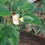 Vigna vexillata Flor