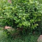 Jasminum sambac 整株植物
