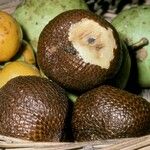 Salacca zalacca ഫലം