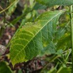 Dipsacus pilosus Folha