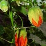 Callianthe picta Flower