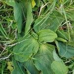 Plantago media Blatt