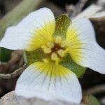 Damasonium polyspermum Muu