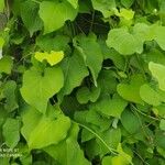 Aristolochia macrophylla Φύλλο