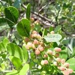 Searsia natalensis Fruit