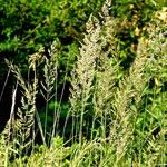 Calamagrostis arundinacea Leaf