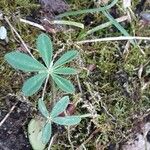 Lupinus albus Hoja