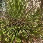 Agave geminiflora Hoja