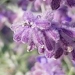 Salvia yangii 花