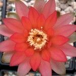 Gymnocalycium platense Çiçek