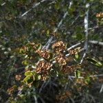 Ceanothus cuneatus Fruct