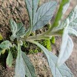 Buddleja globosa Schors