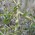 Vachellia seyal Folha