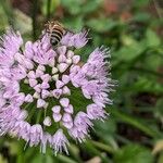 Allium senescens Flower