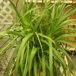 Beaucarnea recurvata ᱛᱟᱦᱮᱸ