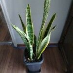 Sansevieria trifasciata পাতা