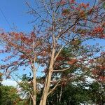 Delonix regiaफूल