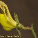 Ononis polyphylla Flower