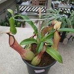 Nepenthes spp.Flors