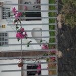 Bougainvillea glabraBlüte