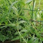 Stellaria alsine Blad