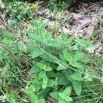 Teucrium scorodoniaBlad