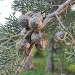 Cupressus lusitanica Ліст