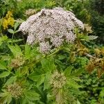 Daucus decipiens Žiedas