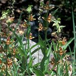 Epipactis gigantea Habitatea