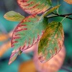 Amelanchier × lamarckiiLapas