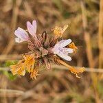 Dyschoriste hildebrandtii Blomst