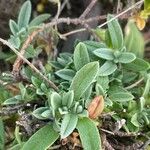 Helianthemum oelandicum Blad