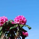 Rhododendron pudorosum Flor