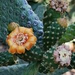 Consolea rubescens Flor