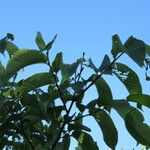 Ulmus rubra Агульны выгляд