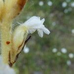 Orobanche nana Кара