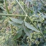 Sium sisarum Hoja