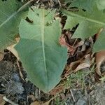 Taraxacum obovatum Yaprak