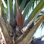 Attalea maripa Meyve