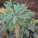 Descurainia millefolia Leaf