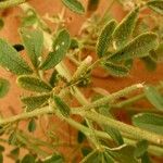 Cleome amblyocarpa Jani