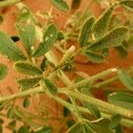 Cleome amblyocarpa List