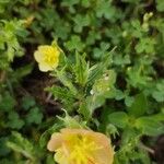 Oenothera laciniata पत्ता