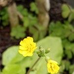 Youngia japonica Flower