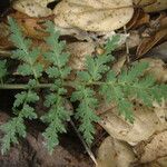 Phacelia distans Tervik taim