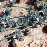 Lotus glinoides Fleur